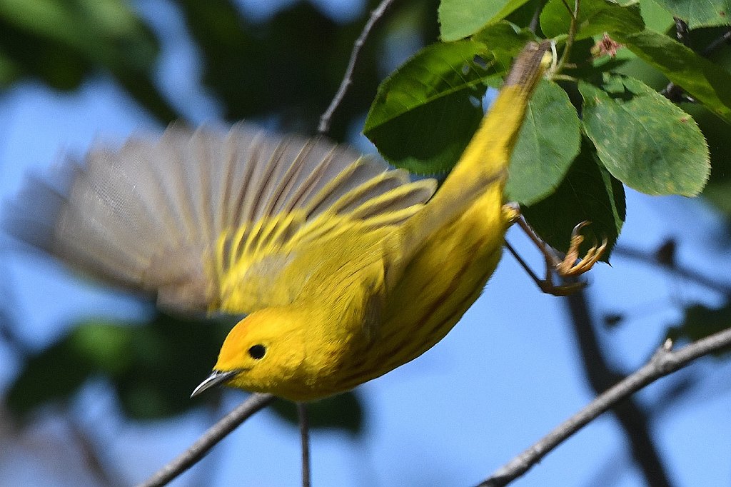 Warbler, Yellow, 2017-05207868 Parker River NWR, MA.JPG - Yellow Warbler. Parker River National Wildlife Refuge, MA, 5-20-2017